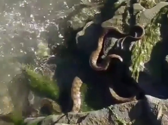 Огромную змею на берегу реки обнаружил житель Ставрополья