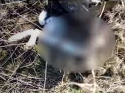 Экологи насчитали в три раза больше погибших от пестицидов животных, чем власти Ставрополья