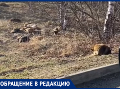 Жительницу Ставрополя напугала стая бездомных животных