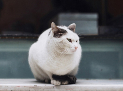 Настоящим триллером обернулось спасение провалившегося в трубу кота в Ставрополе