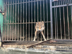 Ада больше нет? Скандальный пятигорский зоопарк «Берендеево» прекратил свое существование