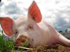 В Ессентуках местные жители хотят избавиться от свинофермы