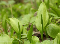 Растет 30 лет и исчезает со страшной скоростью по вине человека еще один вид на Ставрополье