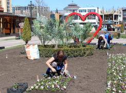 Курортный бульвар Кисловодска украсили «анютиными глазками»