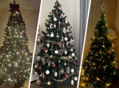 Читатели «Блокнота» показали своих новогодних красавиц 