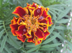 В Ставрополе опять обещают дожди