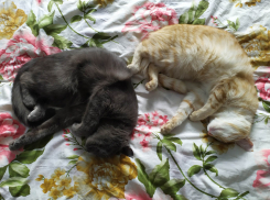 «На все девять жизней»: романтическая история любви Джаза и Фроси