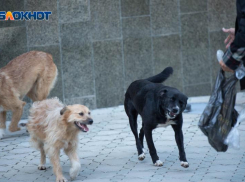 Режим экстраординарной ситуации по отношению с бездомными собаками готовятся ввести власти Ставрополья 