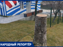 В Ставрополе возле Комсомольского пруда спилили пять деревьев
