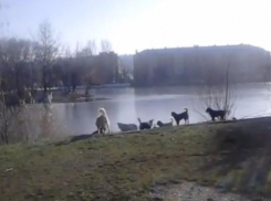 Дикие уличные собаки напугали отдыхающих в пятигорском парке