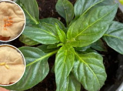 Посевной сезон: раскрываем секреты посадки семян на рассаду