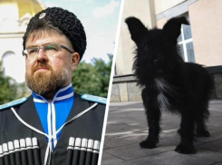 Помощник губернатора под подозрением и животный вопрос — чем запомнилась вторая неделя мая на Ставрополье