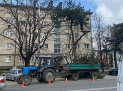 На спил деревьев в Ставрополе из городского бюджета потратят почти 7 миллионов рублей