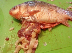 Омерзительных ленточных червей нашла в купленной на рынке рыбе жительница Буденновска 