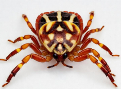 Африканские клещи-мутанты проснулись и охотятся на людей в Ставропольском крае