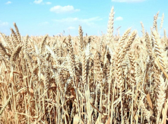 Зерном едины: ставропольская пшеница будет экспортироваться на новые зарубежные рынки