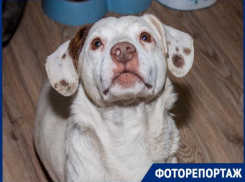 «Блокнот Ставрополь» побывал в гостях у приюта «Лучший друг»