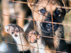 Первый и пока единственный на КМВ приют для бездомных животных откроется в Кисловодске