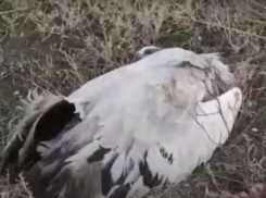 На международной конференции обсудили массовую гибель краснокнижных журавлей на Ставрополье