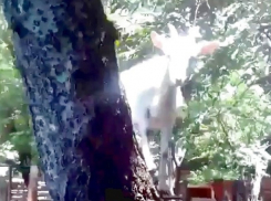 Коза решила поселиться на дереве в зоопарке Ставрополя и попала на видео