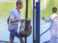 Гигантскую рыбу из Комсомольского озера вытащил житель Ставрополя