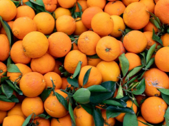 Почти 3 тысячи тонн импортных мандаринов привезут к Новому году на Ставрополье