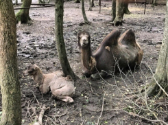 Фото худых верблюда-мамы с появившимся на свет верблюженком в зоопарке вызвало возмущение жителей Ставрополя