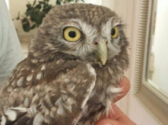 Необычный пернатый гость решил поселиться в одной из квартир Ставрополя