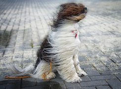 Снегопад и сильный ветер ожидаются в Ставрополе в среду