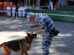 Полицейские-кинологи  Ставрополья поразили уровнем дрессировки участников акции «Фестиваль здоровья» 