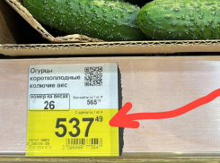 Килограмм огурцов на Ставрополье стоит 536 рублей в сетевом гипермаркете