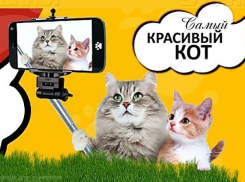 Стартовало голосование конкурса «Самый красивый кот 2018»