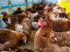 Прокуратура проверила столовые школ и детсадов Ставрополья после скандала с сальмонеллой в мясе 