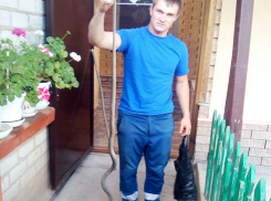 Змеиное гнездо обустроили гадюки в хозпостройке частного дома на Ставрополье 