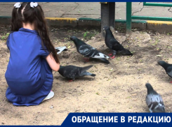 Полчища голубей атакуют детскую площадку на улице Шпаковской в Ставрополе 