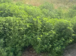 Бороться с амброзией власти Ставрополья начнут в 2022 году