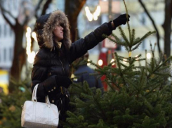 Ёлочные базары начали открываться в Кисловодске