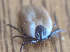 В Ставропольском крае проснулись клещи: за прошлую неделю уже зафиксировали укушенных 