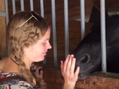 Трогательная встреча украденного коня Президента и его хозяйки попала на видео в Кисловодске