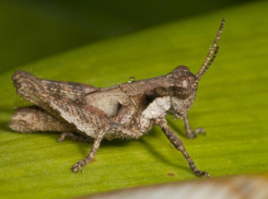 Цена за килограмм муки из сверчков со Ставрополья будет достигать до 6 тысяч рублей