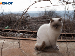 Согревающие +16 придут на Ставрополье в конце января