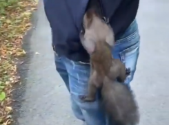 В Ставрополе белка-вор опустошила карманы мужчины