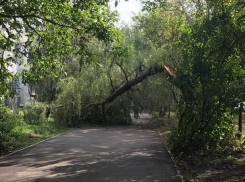 День падающих деревьев: огромный ствол обрушился на пешеходную дорожку в Юго-Западном районе Ставрополя
