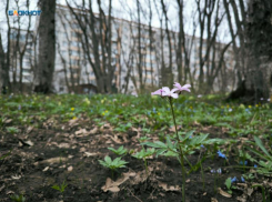 Опубликован документ, ограничивающий нахождение ставропольцев в лесах