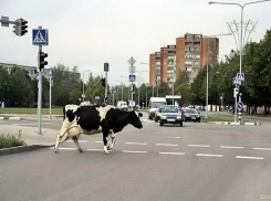 Неуправляемая корова вызвала хаос на дорогах Ставрополя