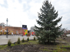 В Невинномысске высадили шестиметровую елку