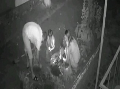 Семья с маленьким ребенком нагло обворовывает клумбы в Пятигорске 