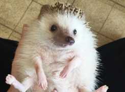 Топ-5 самых необычных животных, которых продают на Ставрополье 