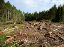 Власти уменьшили территорию городских лесов ради земельных участков в Кисловодске