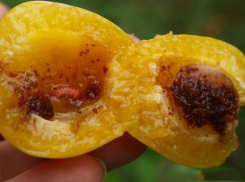 В Минеральных Водах более 18 тонн фруктов запретили ввозить в страну из-за вредителей 